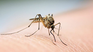 راز خوفناک پشهها فاش شد راز خوفناک پشهها فاش شد