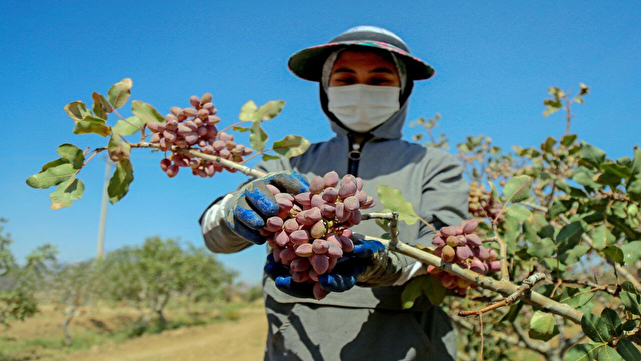 پسته‌هایی که امنیت کاشتند