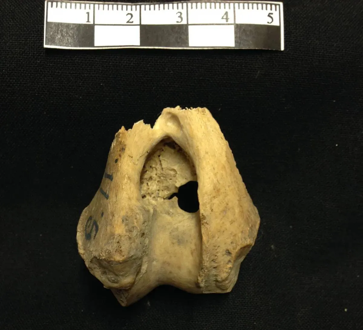 چگونه گرگ‌های باستانی ۵هزار سال پیش به سوئد رسیدند؟